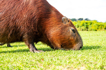 Fototapeta premium Capybara (Wasserschwein) beim Fressen, Nahaufnahme