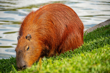 Brasilien, Pflanzen, Tiere, Landschaften, Wasser