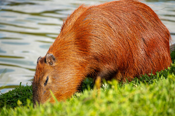 Brasilien, Pflanzen, Tiere, Landschaften, Wasser