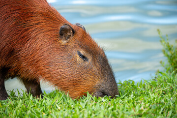 Brasilien, Pflanzen, Tiere, Landschaften, Wasser