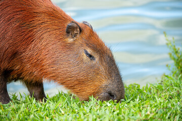 Brasilien, Pflanzen, Tiere, Landschaften, Wasser