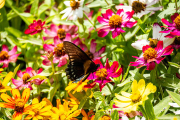 Brasilien, Pflanzen, Tiere, Landschaften, Wasser