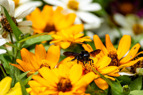 Schwarzes Insekt auf einer gelben Bl&uuml;te im Garten