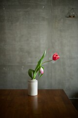 折れてしまったチューリップ