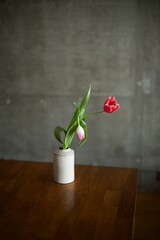 折れてしまったチューリップ