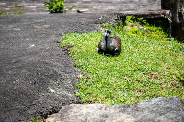 Brasilien, Pflanzen, Tiere, Landschaften, Wasser