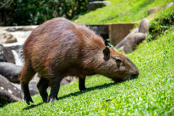 Brasilien, Pflanzen, Tiere, Landschaften, Wasser