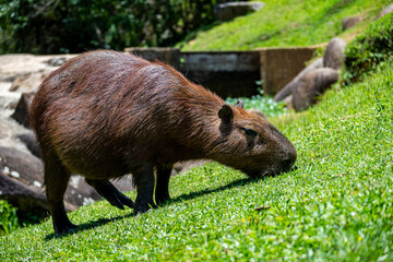 Brasilien, Pflanzen, Tiere, Landschaften, Wasser