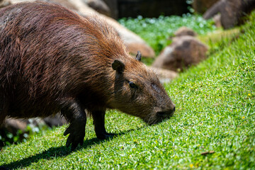 Brasilien, Pflanzen, Tiere, Landschaften, Wasser