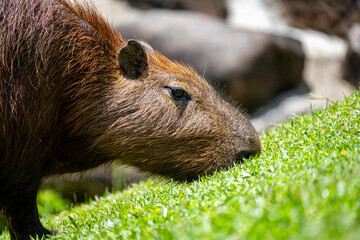 Brasilien, Pflanzen, Tiere, Landschaften, Wasser