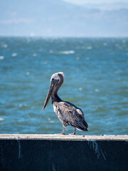 Pelican, San Francisco, Pier 39