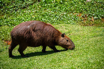 Brasilien, Pflanzen, Tiere, Landschaften, Wasser