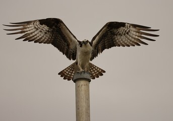 Osprey Coming in for a Landing Flamingo Marina Everglades Florida
