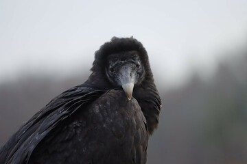 Black Vulture a Misunderstood and Under-appreciated Species Nature's Clean Up Crew