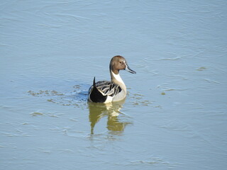 A male, northern pintail duck, swimming within the wetland waters of the Edwin B. Forsythe National Wildlife Reuge, Galloway, New Jersey. 