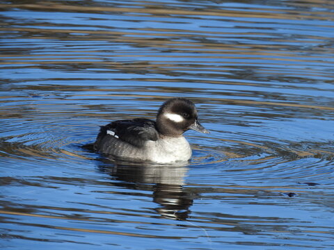 A female, bufflehead duck, swimming within the wetland waters of the Edwin B. Forsythe National Wildlife Refuge, Galloway, New Jersey.