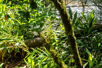 Brasilien, Pflanzen, Tiere, Landschaften, Wasser