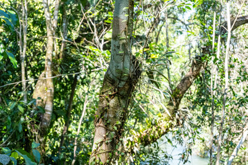 Brasilien, Pflanzen, Tiere, Landschaften, Wasser