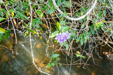 Brasilien, Pflanzen, Tiere, Landschaften, Wasser