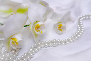 The branch of white orchids on white fabric background
