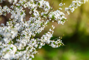 Cherry blossom branch in the garden in spring
