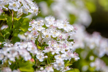 White hawthorn flowers on a green natural background
