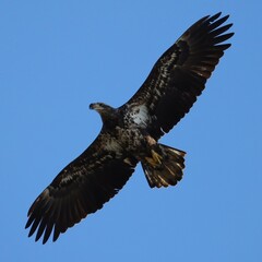 Gorgeous Young Bald Eagle Juvenile Sub-Adult 