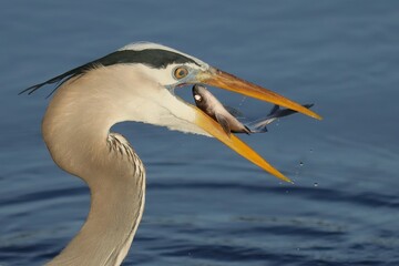 Great Blue Heron Skilled Hunter Fish Catch Paynes Prairie Florida