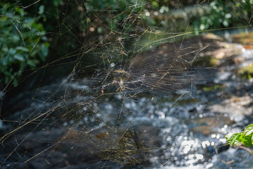 Brasilien, Pflanzen, Tiere, Landschaften, Wasser