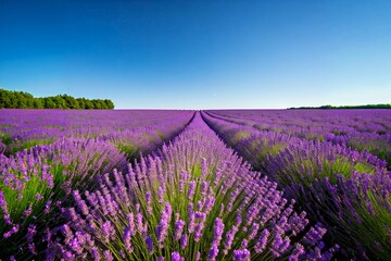Naklejka premium A field of lavender in full bloom.