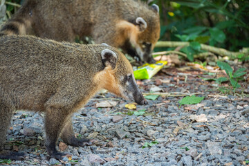 Brasilien, Pflanzen, Tiere, Landschaften, Wasser