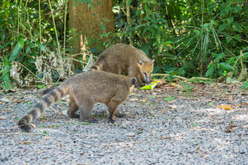 Brasilien, Pflanzen, Tiere, Landschaften, Wasser