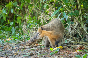 Brasilien, Pflanzen, Tiere, Landschaften, Wasser