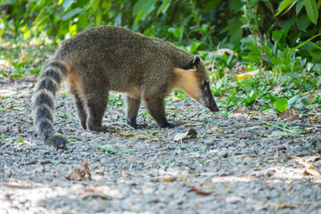Brasilien, Pflanzen, Tiere, Landschaften, Wasser