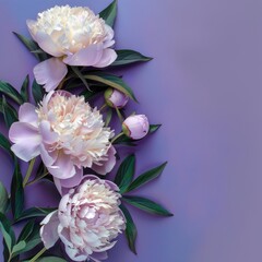 Fototapeta premium Delicate pink peonies on a purple background. Wedding and Women's Day greeting card.