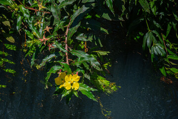 Brasilien, Pflanzen, Tiere, Landschaften, Wasser
