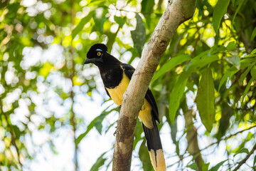 Brasilien, Pflanzen, Tiere, Landschaften, Wasser
