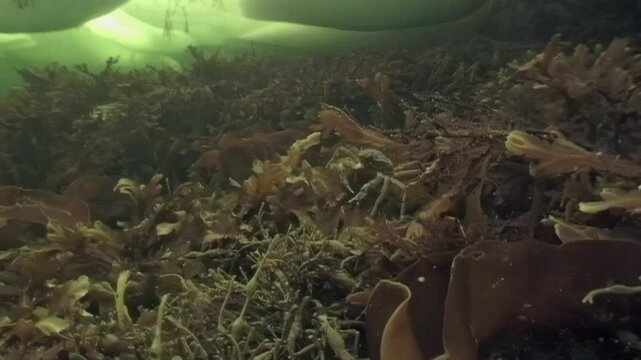 In the frigid depths beneath Arctic ice, a spider crab named Hyas navigates the underwater landscape, foraging among seaweed and rocks, seeking nourishment in the enchanting White Sea waters.
