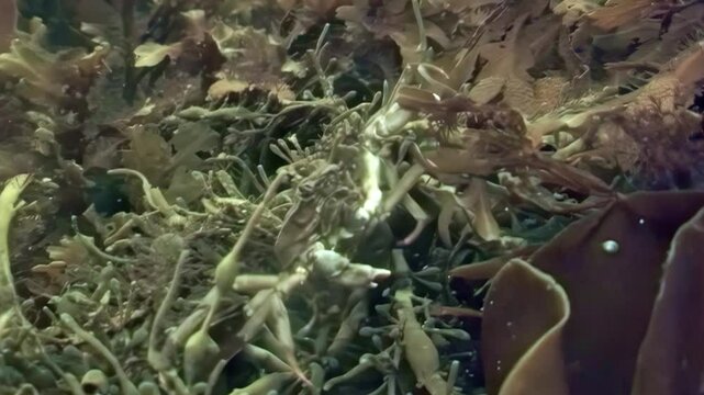 In the icy expanses of the Arctic, a spider crab Hyas navigates the undersea world, searching for food amidst vibrant kelp and marine life. The cold waters tell a story of survival and beauty.