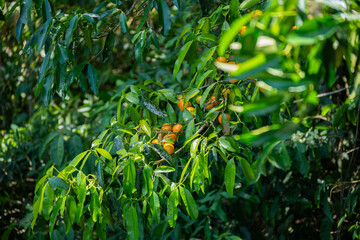 Brasilien, Pflanzen, Tiere, Landschaften, Wasser
