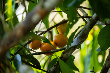 Brasilien, Pflanzen, Tiere, Landschaften, Wasser
