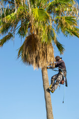 Latin height pruner climbing up the trunk of a palm tree to clean the leaves.