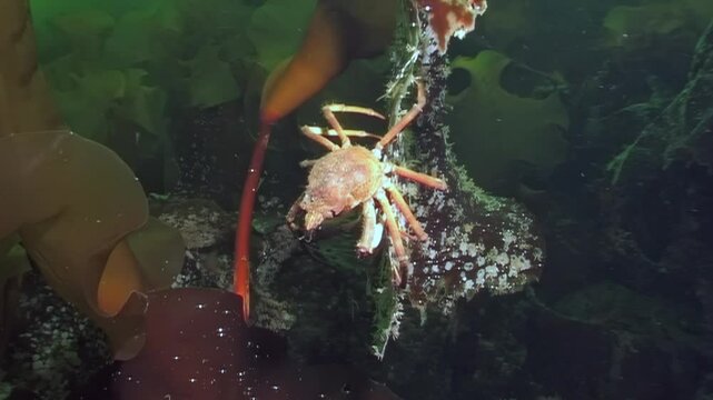 In frigid depths of White Sea, spider crab ventures across vibrant seaweed leaf. This captivating creature explores its icy habitat, showcasing wonders of marine life beneath Arctic ice.