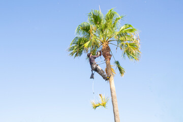 Latin palm pruner with safety harness prunes the leaves of a palm tree with a chainsaw.