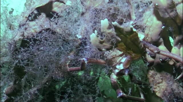 In the frigid waters beneath the Arctic ice, the spider crab Hyas navigates through a landscape rich in kelp and other marine life, skillfully searching for food amid stunning underwater scenery.
