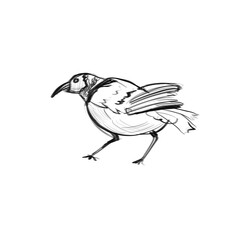 Pencil sketch of a hand drawn bird, black line on a white background