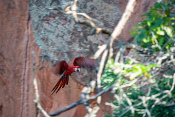 Brasilien, Pflanzen, Tiere, Landschaften, Wasser
