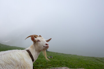 Goat in nature, dairy animal