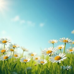 Field of daisies under a bright summer sky.  Perfect for springtime themes, nature imagery, and cheerful designs.
