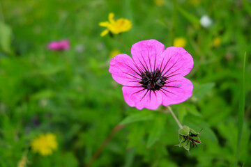 Black-eyed Cranebill (Geranium psilostemon) is a perennial Cranebill species from the Cranebill family (Geraniaceae). Its homeland is the Caucasus and Turkey. It is grown as an ornamental plant becaus